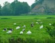 Reet gedeckter Hof mit Enten und Gänsen